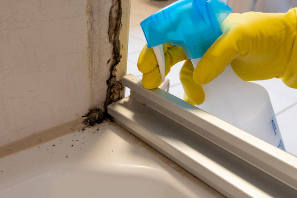 Attic Mold Removal in Whitewater, WI