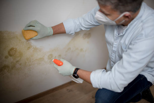 Best Home Mold Removal  in Whitewater, WI