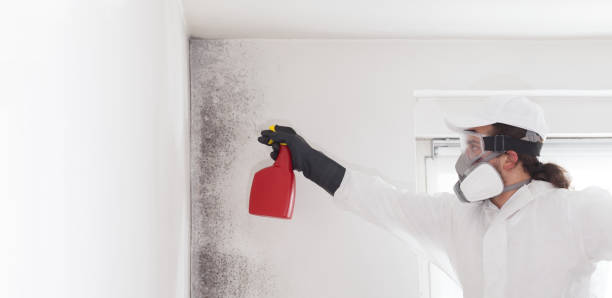 Certified Mold Removal in Whitewater, WI