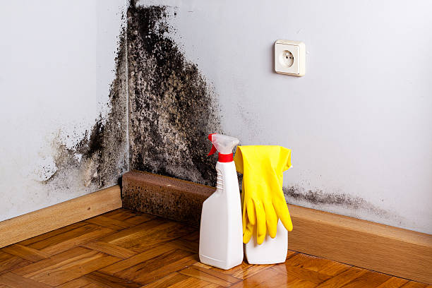 Best Black Mold Removal  in Whitewater, WI